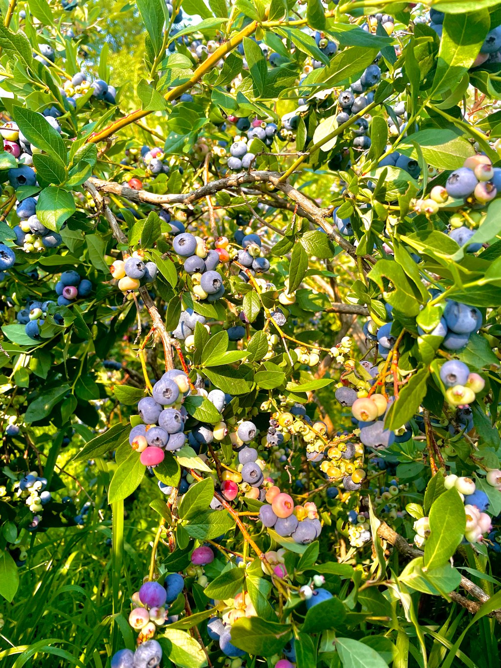 Where to go Blueberry Picking in Upstate New York